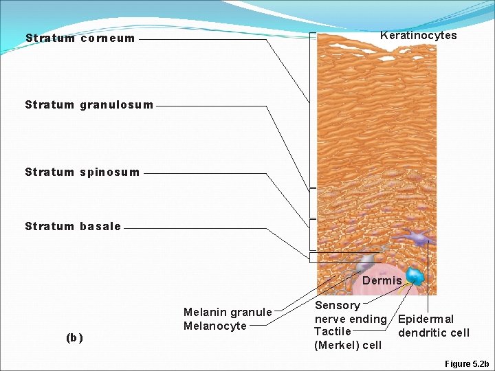 Keratinocytes Stratum corneum Stratum granulosum Stratum spinosum Stratum basale Dermis (b) Melanin granule Melanocyte