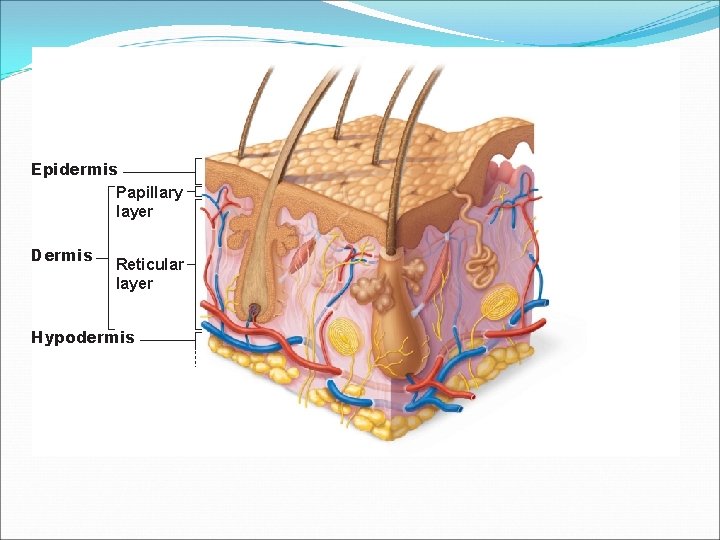Epidermis Papillary layer Dermis Reticular layer Hypodermis 