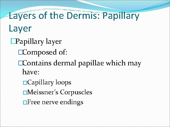 Layers of the Dermis: Papillary Layer �Papillary layer �Composed of: �Contains dermal papillae which