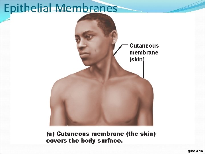 Epithelial Membranes Cutaneous membrane (skin) (a) Cutaneous membrane (the skin) covers the body surface.