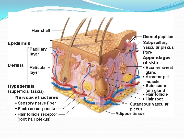 Hair shaft Epidermis Papillary layer Dermis Reticular layer Hypodermis (superficial fascia) Nervous structures •
