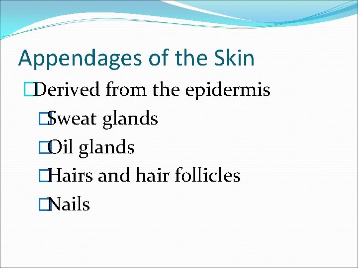 Appendages of the Skin �Derived from the epidermis �Sweat glands �Oil glands �Hairs and