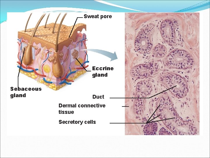 Sweat pore Eccrine gland Sebaceous gland Duct Dermal connective tissue Secretory cells 
