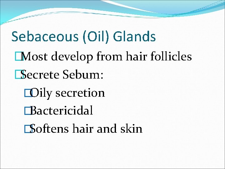 Sebaceous (Oil) Glands �Most develop from hair follicles �Secrete Sebum: �Oily secretion �Bactericidal �Softens