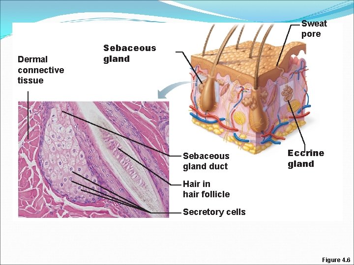 Sweat pore Dermal connective tissue Sebaceous gland duct Eccrine gland Hair in hair follicle