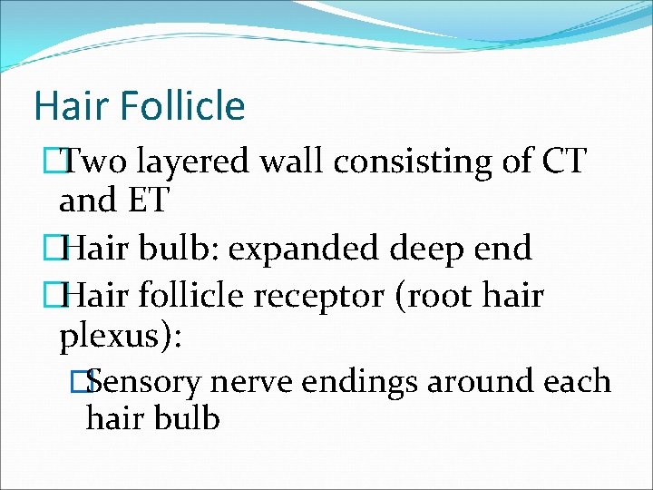 Hair Follicle �Two layered wall consisting of CT and ET �Hair bulb: expanded deep