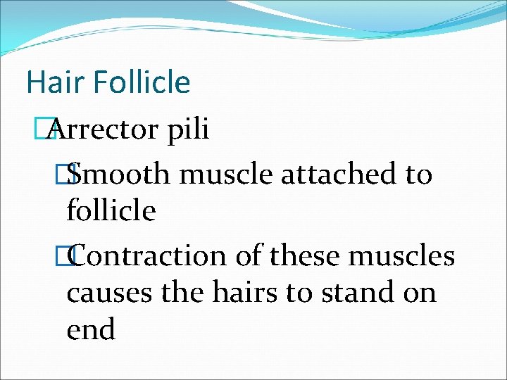 Hair Follicle �Arrector pili �Smooth muscle attached to follicle �Contraction of these muscles causes