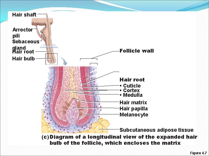 Hair shaft Arrector pili Sebaceous gland Hair root Hair bulb Follicle wall Hair root