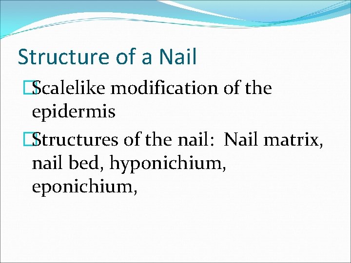 Structure of a Nail �Scalelike modification of the epidermis �Structures of the nail: Nail