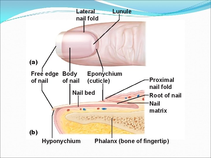 Lateral nail fold Lunule (a) Free edge Body of nail Eponychium (cuticle) Nail bed