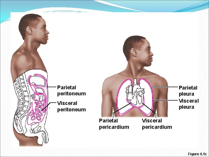 Parietal peritoneum Parietal pleura Visceral peritoneum Parietal pericardium Visceral pericardium Figure 4. 1 c