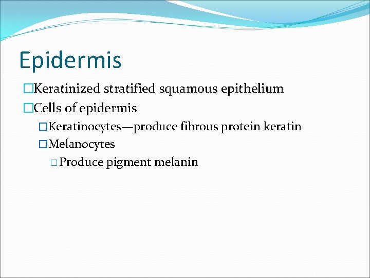 Epidermis �Keratinized stratified squamous epithelium �Cells of epidermis �Keratinocytes—produce fibrous protein keratin �Melanocytes �