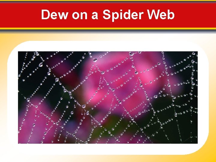Dew on a Spider Web 