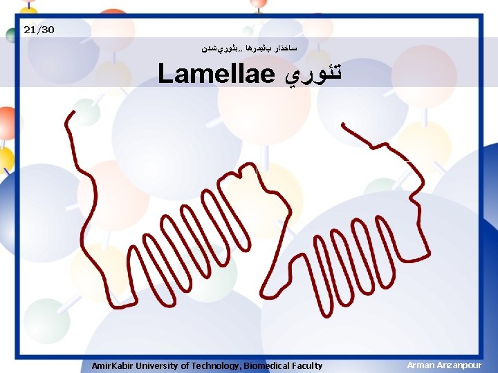 21/30 ﺳﺎﺧﺘﺎﺭ پﻠﻴﻤﺮﻫﺎ ›› ﺑﻠﻮﺭﻱ ﺷﺪﻥ Lamellae ﺗﺌﻮﺭﻱ Amir. Kabir University of Technology, Biomedical