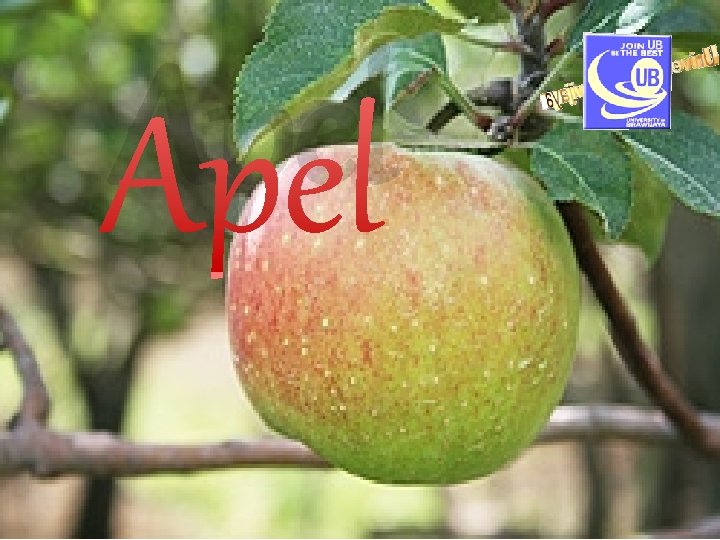 Apel 