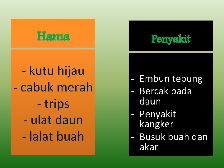 Hama - kutu hijau - cabuk merah - trips - ulat daun - lalat