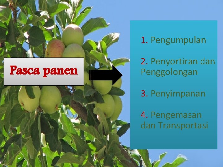 1. Pengumpulan Pasca panen 2. Penyortiran dan Penggolongan 3. Penyimpanan 4. Pengemasan dan Transportasi