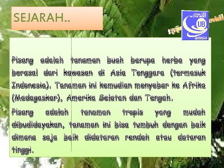 SEJARAH. . Pisang adalah tanaman buah berupa herba yang berasal dari kawasan di Asia