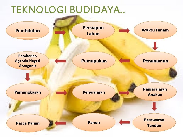 TEKNOLOGI BUDIDAYA. . Pembibitan Persiapan Lahan Waktu Tanam Pemberian Agensia Hayati Antagonis Pemupukan Penanaman