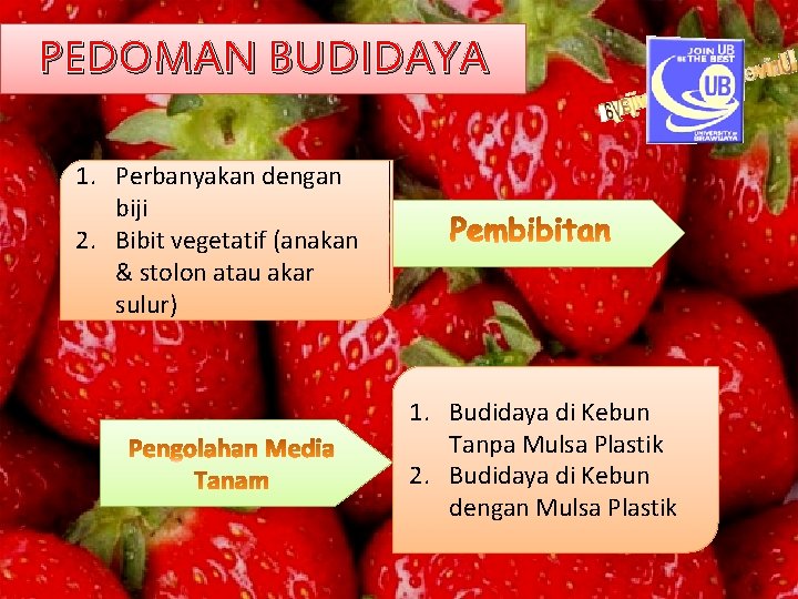 PEDOMAN BUDIDAYA 1. Perbanyakan dengan biji 2. Bibit vegetatif (anakan & stolon atau akar