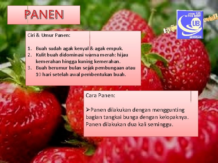 PANEN Ciri & Umur Panen: 1. Buah sudah agak kenyal & agak empuk. 2.