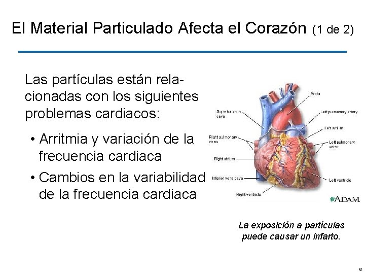 El Material Particulado Afecta el Corazón (1 de 2) Las partículas están relacionadas con