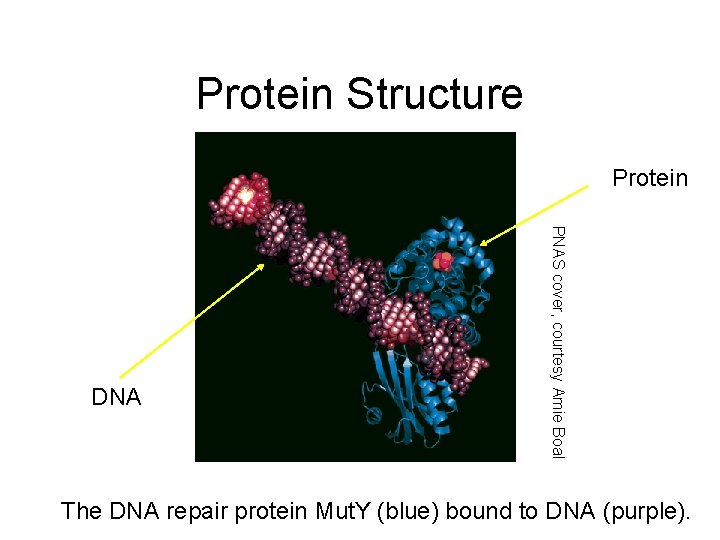 Protein Structure Protein PNAS cover, courtesy Amie Boal DNA The DNA repair protein Mut.