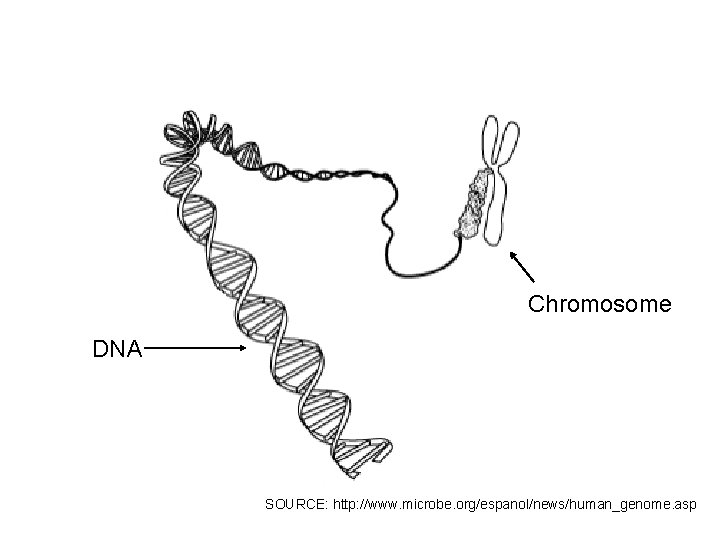 Chromosome DNA SOURCE: http: //www. microbe. org/espanol/news/human_genome. asp 