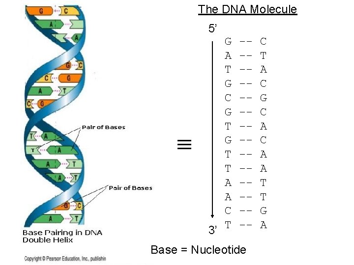 The DNA Molecule 5’ G A T G C G T T A A