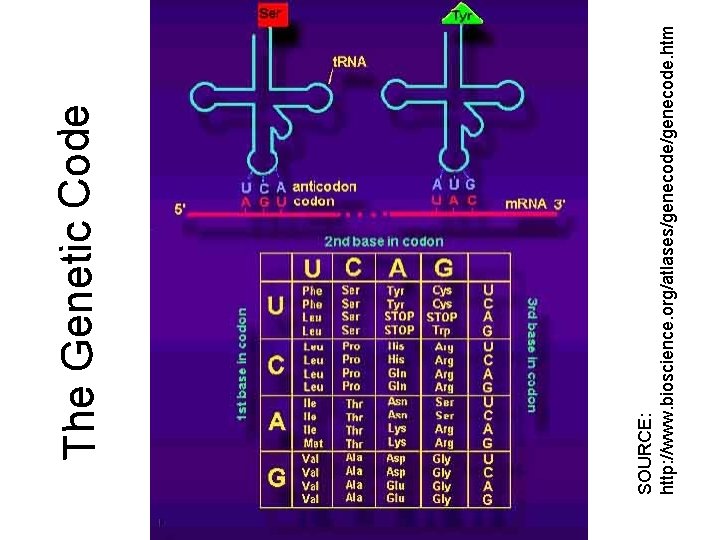SOURCE: http: //www. bioscience. org/atlases/genecode. htm The Genetic Code 