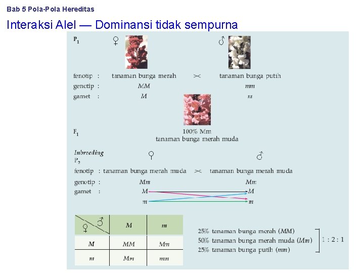 Bab 5 Pola-Pola Hereditas Interaksi Alel — Dominansi tidak sempurna 