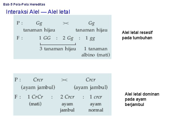 Bab 5 Pola-Pola Hereditas Interaksi Alel — Alel letal resesif pada tumbuhan Alel letal