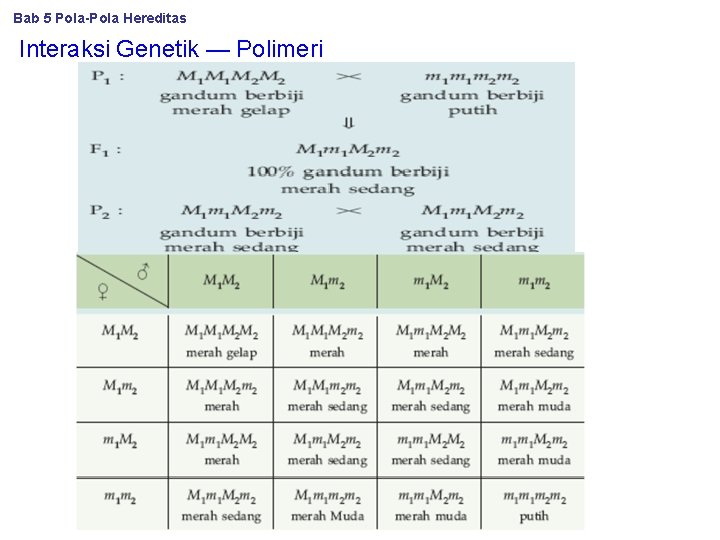 Bab 5 Pola-Pola Hereditas Interaksi Genetik — Polimeri 