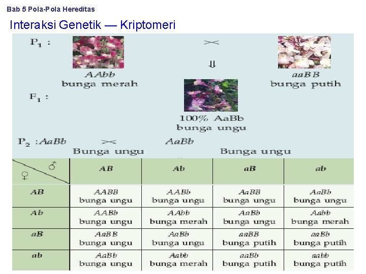 Bab 5 Pola-Pola Hereditas Interaksi Genetik — Kriptomeri 