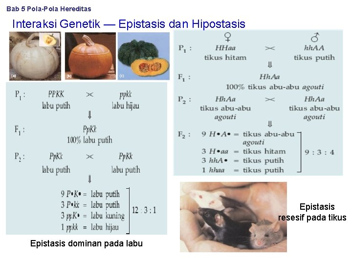 Bab 5 Pola-Pola Hereditas Interaksi Genetik — Epistasis dan Hipostasis Epistasis resesif pada tikus