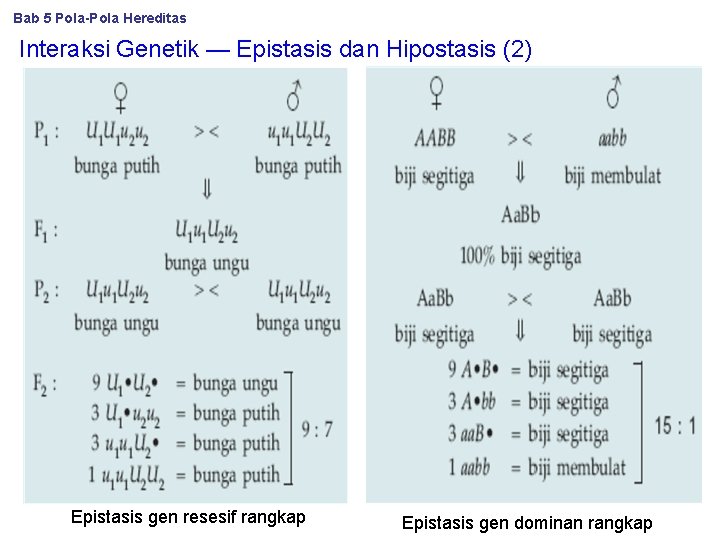 Bab 5 Pola-Pola Hereditas Interaksi Genetik — Epistasis dan Hipostasis (2) Epistasis gen resesif