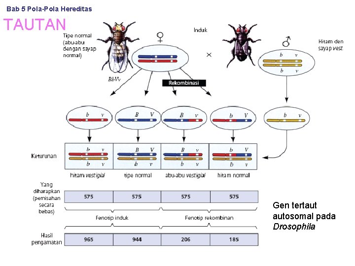 Bab 5 Pola-Pola Hereditas TAUTAN Gen tertaut autosomal pada Drosophila 