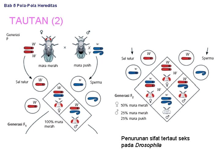 Bab 5 Pola-Pola Hereditas TAUTAN (2) Penurunan sifat tertaut seks pada Drosophila 