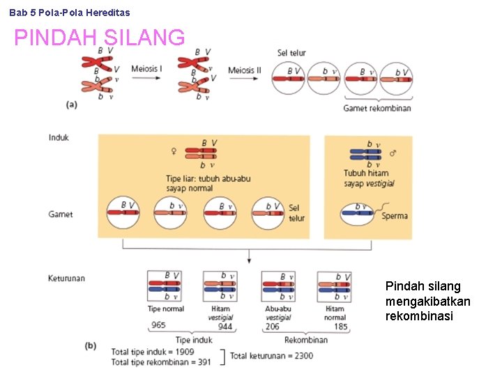 Bab 5 Pola-Pola Hereditas PINDAH SILANG Pindah silang mengakibatkan rekombinasi 