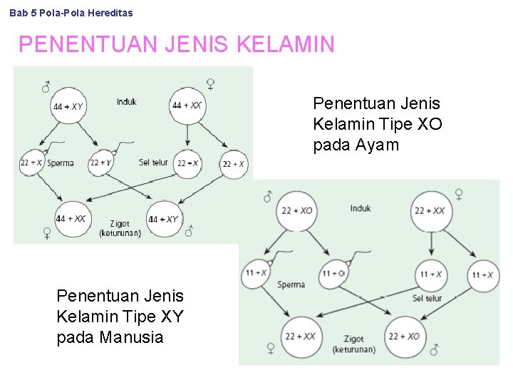 Bab 5 Pola-Pola Hereditas PENENTUAN JENIS KELAMIN Penentuan Jenis Kelamin Tipe XO pada Ayam