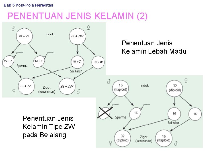 Bab 5 Pola-Pola Hereditas PENENTUAN JENIS KELAMIN (2) Penentuan Jenis Kelamin Lebah Madu Penentuan