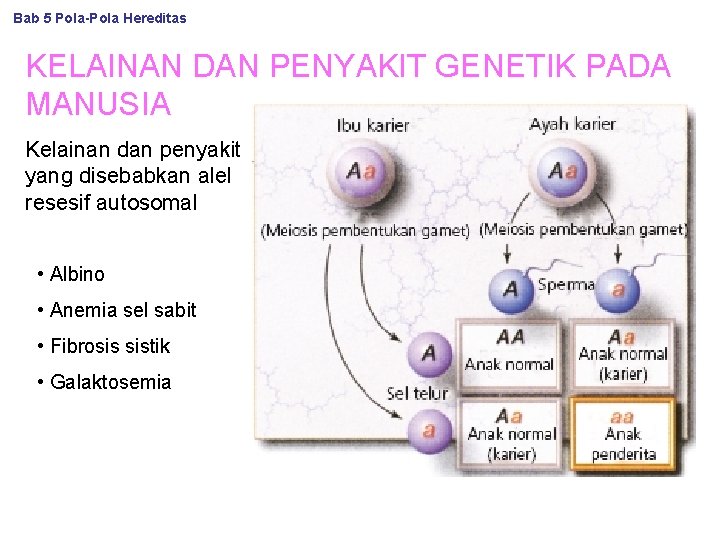 Bab 5 Pola-Pola Hereditas KELAINAN DAN PENYAKIT GENETIK PADA MANUSIA Kelainan dan penyakit yang