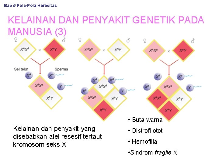 Bab 5 Pola-Pola Hereditas KELAINAN DAN PENYAKIT GENETIK PADA MANUSIA (3) • Buta warna