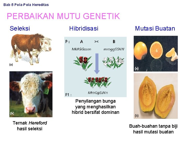 Bab 5 Pola-Pola Hereditas PERBAIKAN MUTU GENETIK Seleksi Hibridisasi Mutasi Buatan Penyilangan bunga yang
