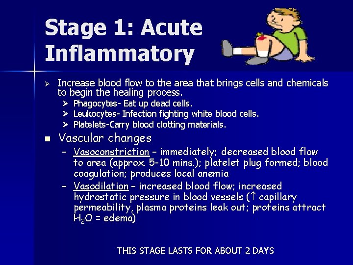 Stage 1: Acute Inflammatory Ø Increase blood flow to the area that brings cells