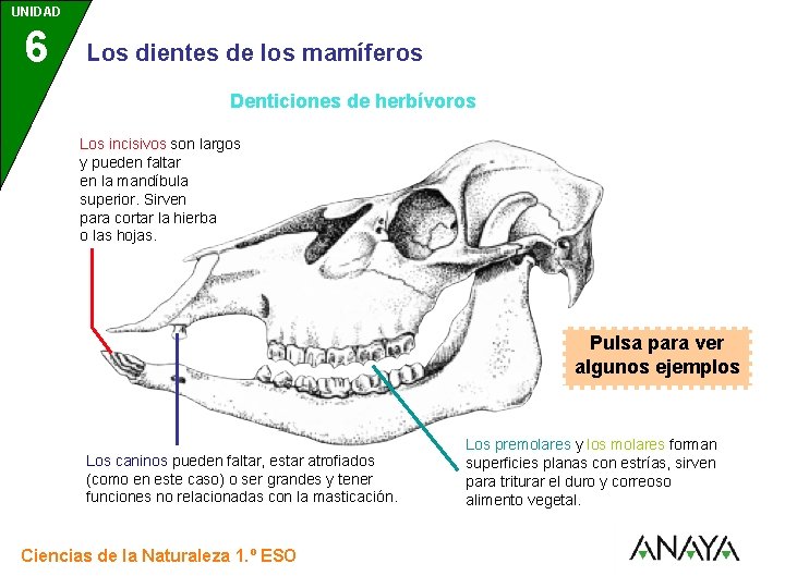 UNIDAD 6 3 Los dientes de los mamíferos Denticiones de herbívoros Los incisivos son