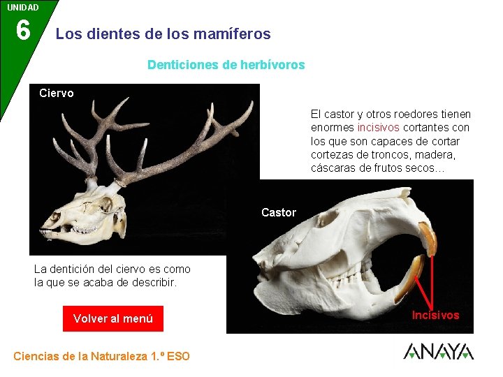 UNIDAD 6 3 Los dientes de los mamíferos Denticiones de herbívoros Ciervo El castor