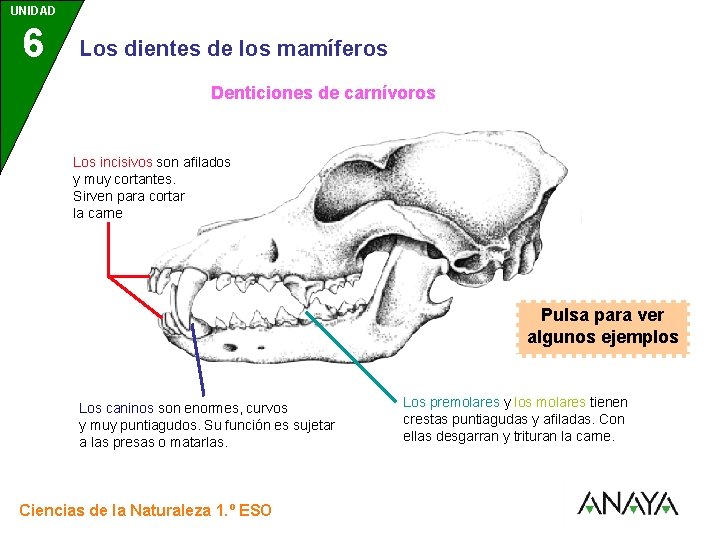 UNIDAD 6 3 Los dientes de los mamíferos Denticiones de carnívoros Los incisivos son