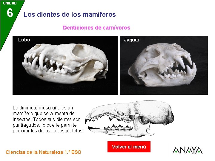 UNIDAD 6 3 Los dientes de los mamíferos Denticiones de carnívoros Lobo Jaguar La