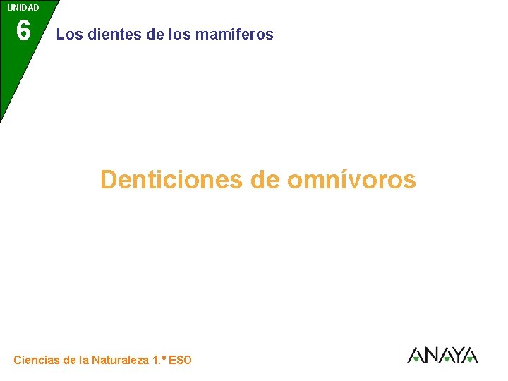 UNIDAD 6 3 Los dientes de los mamíferos Denticiones de omnívoros Ciencias de la